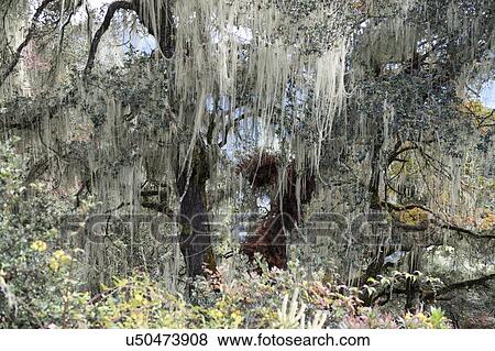 Stock Photo - Spanish moss on trees in a forest, Paro Valley, Paro District, Bhutan. Fotosearch