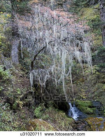 Stream flowing in a forest, Bhutan View Large Photo Image Stock Image - Stream flowing in a forest, Bhutan. Fotosearch