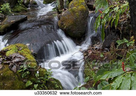 Stock Image - Stream flowing through a forest, Paro Valley, Paro District, Bhutan. Fotosearch
