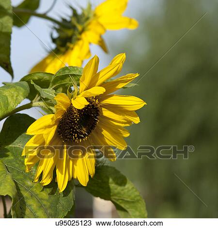 Sunflowers growing near the city of Thimphu in Bhutan, Asia View Large Photo Image Stock Image - Sunflowers growing near the city of Thimphu in Bhutan, Asia. Fotosearch