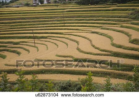 Picture - Terraced field, Punakha Valley, Punakha District, Bhutan. Fotosearch
