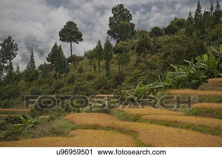 Terraced field, Punakha Valley, Punakha District, Bhutan View Large Photo Image Stock Image - Terraced field, Punakha Valley, Punakha District, Bhutan. Fotosearch