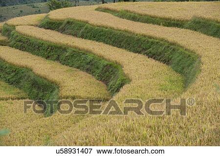 Stock Photo - Terraced field, Punakha Valley, Punakha District, Bhutan. Fotosearch