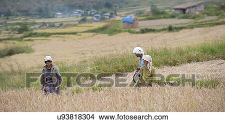 Picture - Three women harvesting rice crop, Punakha District, Bhutan. Fotosearch