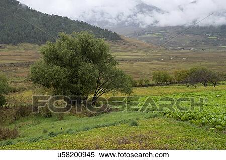 Trees in a field, Phobjikha Valley, Bhutan View Large Photo Image Stock Photography - Trees in a field, Phobjikha Valley, Bhutan. Fotosearch
