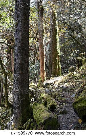 Stock Image - Trees in a forest, Bhutan. Fotosearch