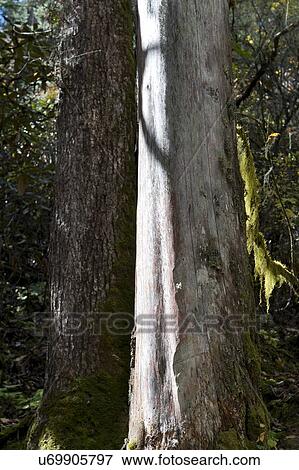 Stock Photo - Trees in a forest, Bhutan. Fotosearch