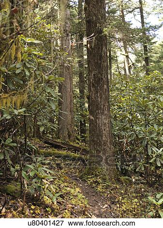Stock Photo - Trees in a forest, Bhutan. Fotosearch