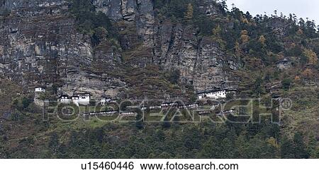 Stock Photograph - Trees in a forest, Bhutan. Fotosearch