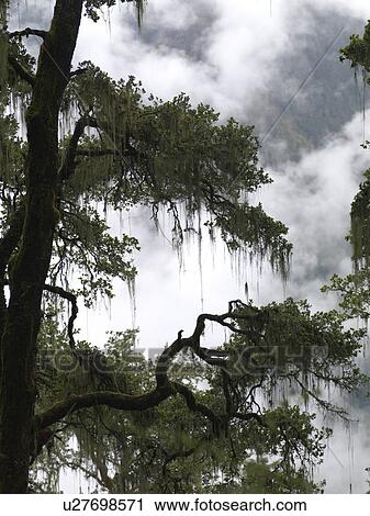 Trees in a forest, Paro Valley, Paro District, Bhutan View Large Photo Image Stock Image - Trees in a forest, Paro Valley, Paro District, Bhutan. Fotosearch
