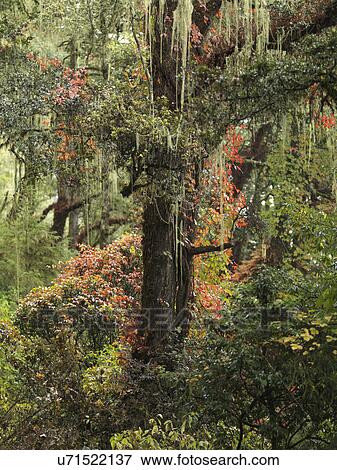 Stock Photo - Trees in a forest, Paro Valley, Paro District, Bhutan. Fotosearch