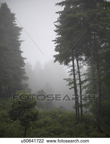 Stock Image - Trees in a forest, Punakha District, Bhutan. Fotosearch