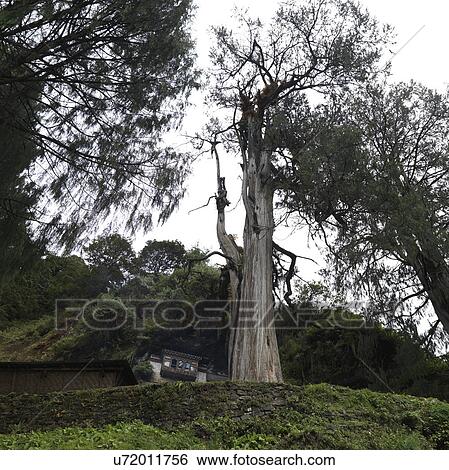 Trees in a forest, Tango Goemba, Thimphu, Bhutan View Large Photo Image Stock Photograph - Trees in a forest, Tango Goemba, Thimphu, Bhutan. Fotosearch