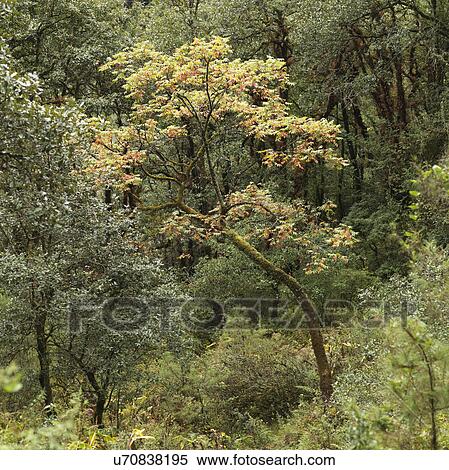 Stock Photography - Trees in a forest, Tango Goemba, Thimphu, Bhutan. Fotosearch