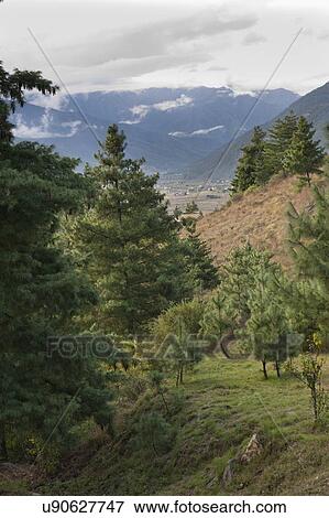 Trees in a valley, Como Resort, Uma Paro, Paro District, Bhutan View Large Photo Image Stock Photo - Trees in a valley, Como Resort, Uma Paro, Paro District, Bhutan. Fotosearch