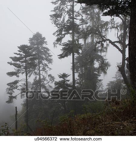 Stock Image - Trees in the mist, Bhutan, Pele La Pass. Fotosearch