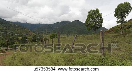 Picture - Trees on a landscape, Punakha District, Bhutan. Fotosearch
