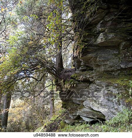 Stock Photo - Trees on cliff in a forest, Bhutan. Fotosearch