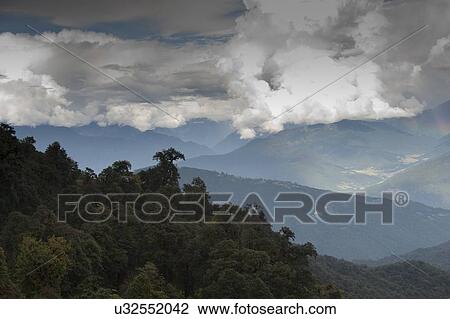 Trees on mountains, Dochula Pass, Thimphu District, Bhutan View Large Photo Image Stock Image - Trees on mountains, Dochula Pass, Thimphu District, Bhutan. Fotosearch