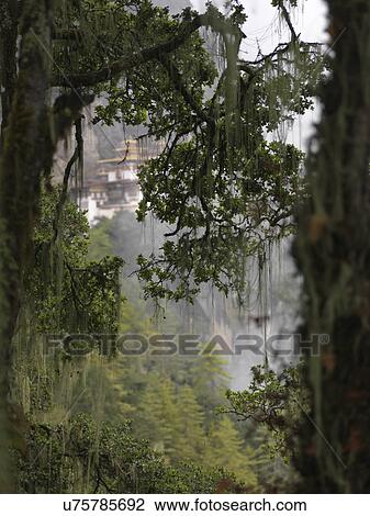 Trees with Taktsang Monastery in the background, Paro Valley, Paro District, Bhutan View Large Photo Image Stock Image - Trees with Taktsang Monastery in the background, Paro Valley, Paro District, Bhutan. Fotosearch