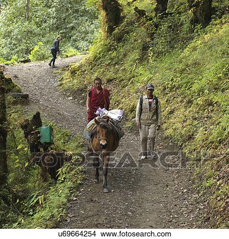 Picture - Two men walking on a dirt road in a forest, Tango Goemba, Thimphu, Bhutan. Fotosearch