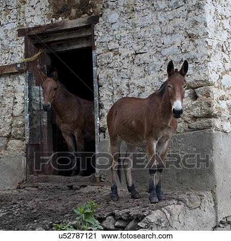 Two mules standing in a stable, Paro Valley, Paro District, Bhutan View Large Photo Image Stock Image - Two mules standing in a stable, Paro Valley, Paro District, Bhutan. Fotosearch