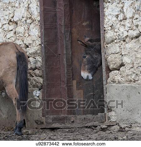 Stock Image - Two mules standing in a stable, Paro Valley, Paro District, Bhutan. Fotosearch