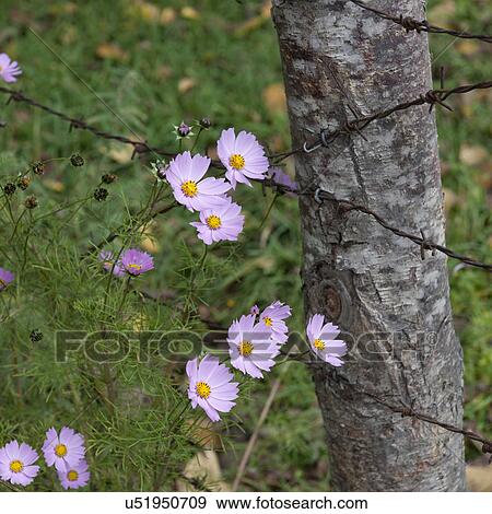 Wildflowers in Chokhor Valley Bhutan View Large Photo Image Stock Photo - Wildflowers in Chokhor Valley Bhutan. Fotosearch