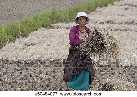 Stock Photo - Woman harvesting rice, Punakha District, Bhutan. Fotosearch