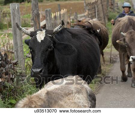 Stock Image - Woman with her cattle, Chokhor Valley, Bumthang District, Bhutan. Fotosearch