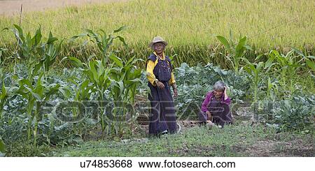 Women in a vegetable garden, Punakha District, Bhutan View Large Photo Image Stock Photo - Women in a vegetable garden, Punakha District, Bhutan. Fotosearch