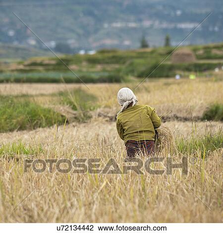 Worker in the fields of Bhutan, Punakha District, View Large Photo Image Stock Image - Worker in the fields of Bhutan, Punakha District, . Fotosearch