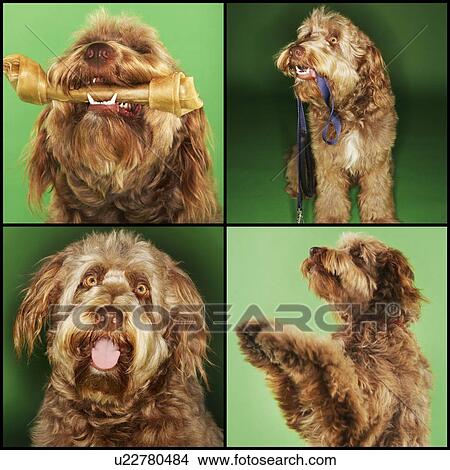 Collage of dog doing various activities over green background View Large Photo Image Picture - Collage of dog doing various activities over green background. Fotosearch