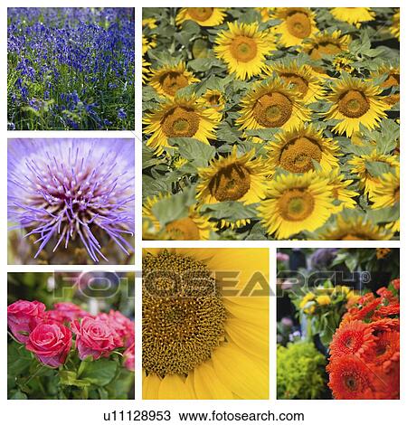 Stock Image - Collage of various beautiful flowers. Fotosearch