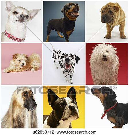 Collage of various pet dogs View Large Photo Image Stock Image - Collage of various pet dogs. Fotosearch