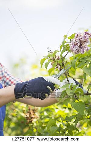 Cropped image of gardener pruning branches at plant nursery View Large Photo Image Stock Photo - Cropped image of gardener pruning branches at plant nursery. Fotosearch