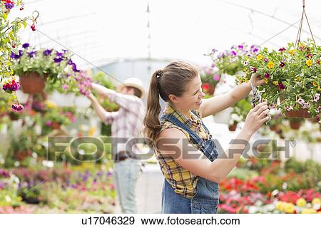 Female gardener trimming plants with colleague in background at greenhouse View Large Photo Image Stock Photo - Female gardener trimming plants with colleague in background at greenhouse. Fotosearch