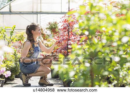 Full-length of female supervisor examining plants outside greenhouse View Large Photo Image Stock Photo - Full-length of female supervisor examining plants outside greenhouse. Fotosearch