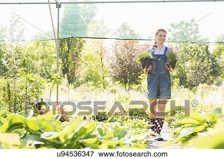 Stock Photo - Full-length of gardener looking away while holding potted plants at greenhouse. Fotosearch