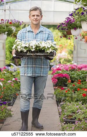 Full-length portrait of gardener carrying crate with flower pots in greenhouse View Large Photo Image Stock Photography - Full-length portrait of gardener carrying crate with flower pots in greenhouse. Fotosearch