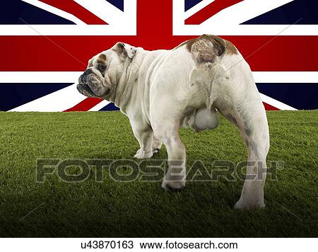 Stock Image - Full length rear view of British Bulldog walking towards Union Jack. Fotosearch