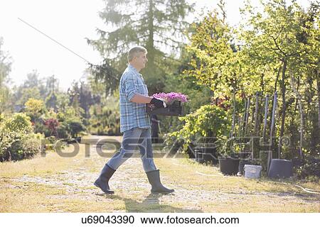 Full length side view of gardener walking while carrying crate of flower pots in garden View Large Photo Image Stock Image - Full length side view of gardener walking while carrying crate of flower pots in garden. Fotosearch