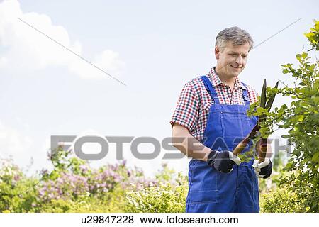 Gardener cutting branches at plant nursery View Large Photo Image Stock Photo - Gardener cutting branches at plant nursery. Fotosearch