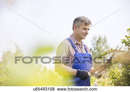 Stock Photo - Gardener cutting tree branches at plant nursery. Fotosearch