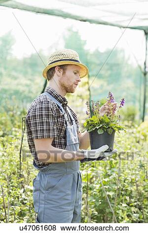 Stock Photo - Gardener examining flower pot at greenhouse. Fotosearch