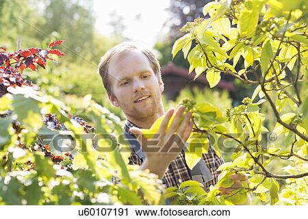 Stock Image - Gardener examining leaves on branch at garden. Fotosearch