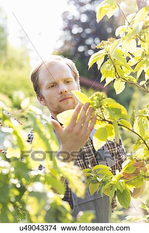 Gardener examining plants at garden View Large Photo Image Picture - Gardener examining plants at garden. Fotosearch