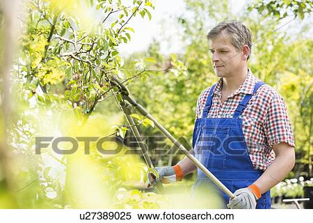 Gardener trimming tree branches at plant nursery View Large Photo Image Stock Photography - Gardener trimming tree branches at plant nursery. Fotosearch
