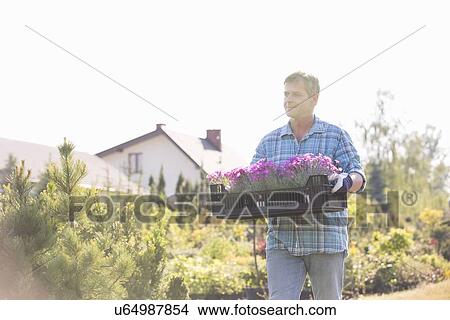 Picture - Gardener walking while carrying crate of flower pots in garden. Fotosearch