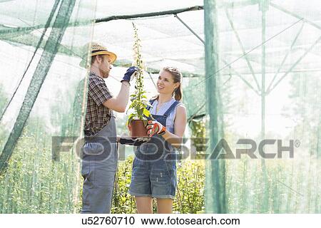 Stock Image - Gardeners discussing over potted plant at greenhouse. Fotosearch